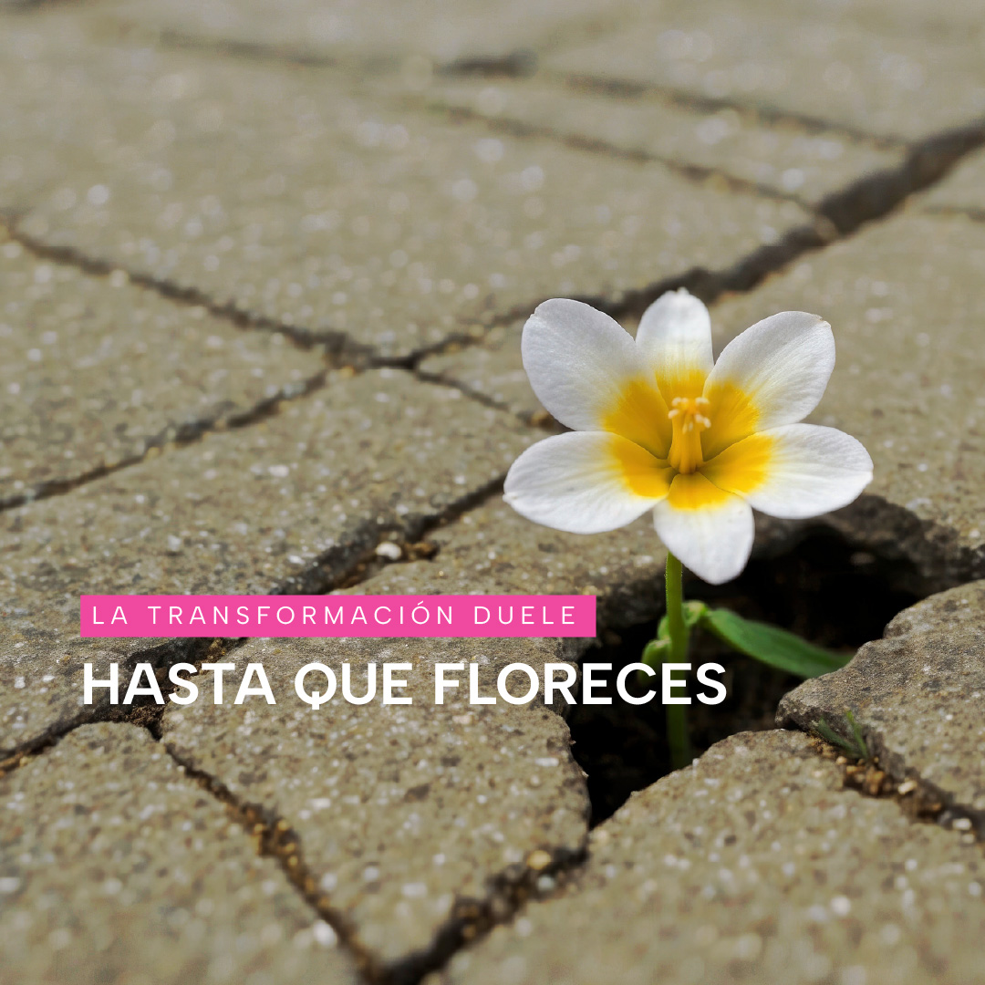 pauli-valores-05